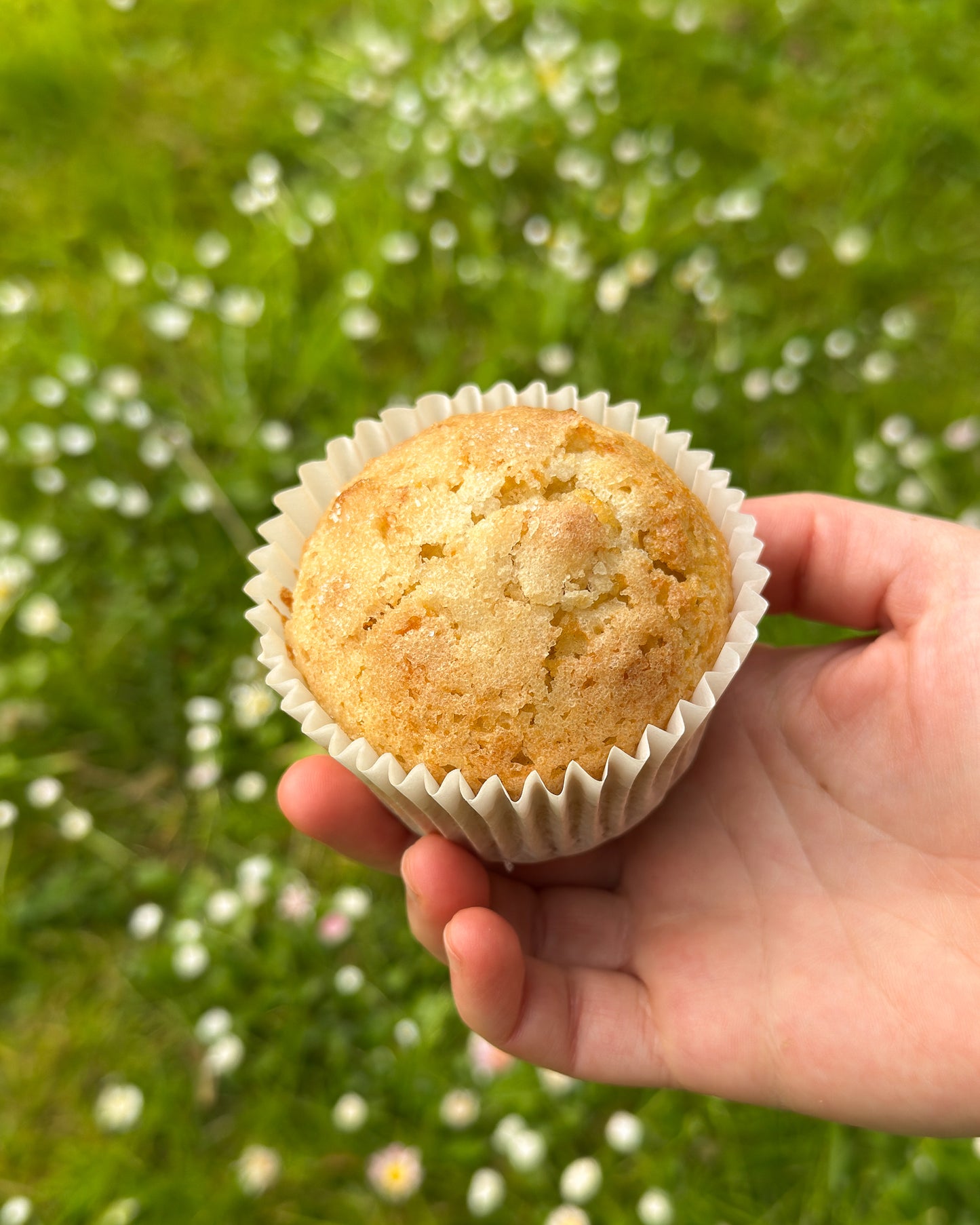 Extra Virgin Olive Oil Muffins